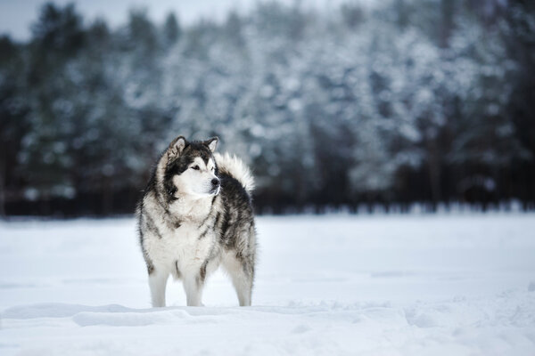 Dog breed Alaskan Malamute walking in winter forest