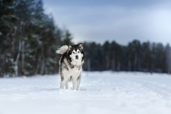 Dog breed Alaskan Malamute walking in winter forest