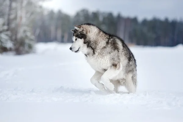 犬の品種アラスカンマラミュート冬のウォーキング — ストック写真