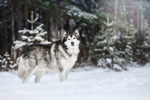 Razza di cane Alaskan Malamute passeggiate in inverno — Foto Stock