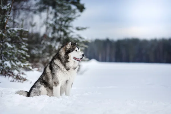 Hond fokken Alaskan Malamute wandelen in de winter — Stockfoto