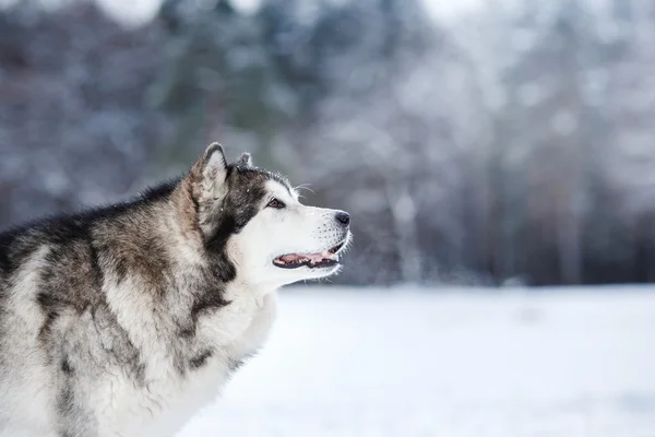 Hund rasen Alaskan Malamute promenader i vinter — Stockfoto