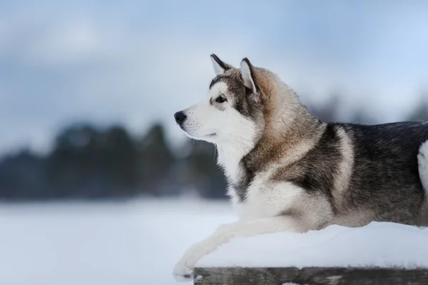 Razza di cane Alaskan Malamute passeggiate in inverno — Foto Stock