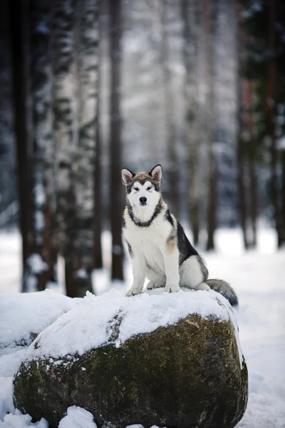 Raça de cães Alasca Malamute andando no inverno — Fotografia de Stock