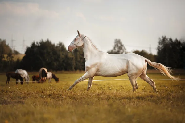 Bílý kůň Akhal-Teke — Stock fotografie