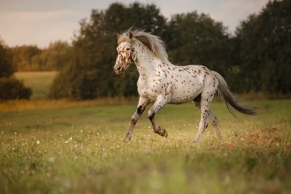 White spot in the horse — Stock Photo, Image
