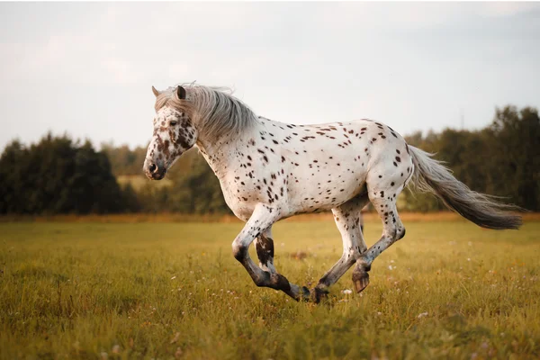 Weißer Fleck auf dem Pferd — Stockfoto