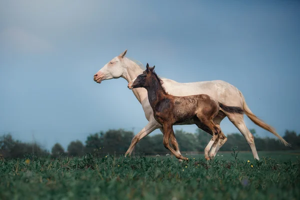 Mare au poulain — Photo