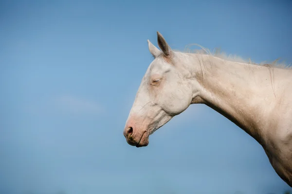White Horse Akhal-Teke — Stok fotoğraf