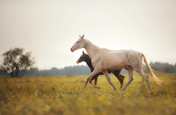 Mare au poulain — Photo