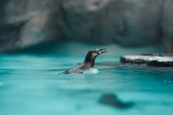 Пінгвіни Гумбольдта, стоячи в природному середовищі — стокове фото