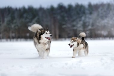 Alaskan Malamute kışın yürüyen iki köpek doğurmak