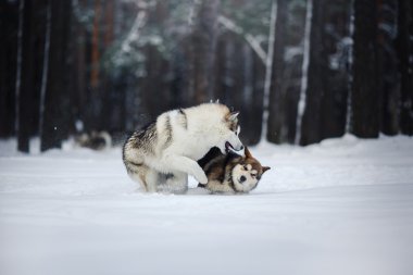 Alaskan Malamute kışın yürüyen iki köpek doğurmak