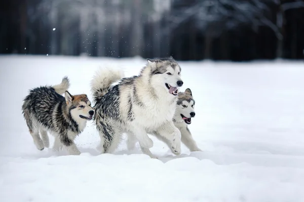 Två hundar rasen Alaskan Malamute promenader i vinter — Stockfoto