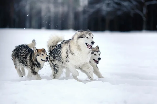 Twee honden fokken Alaskan Malamute wandelen in de winter — Stockfoto