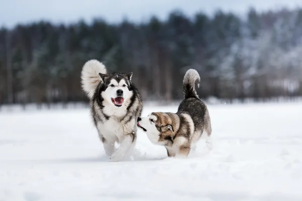 Deux chiens se reproduisent Alaskan Malamute marche en hiver — Photo