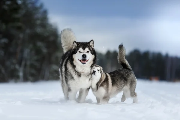 Dos perros de raza Alaska Malamute pasear en invierno — Foto de Stock