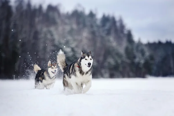 Twee honden fokken Alaskan Malamute wandelen in de winter — Stockfoto