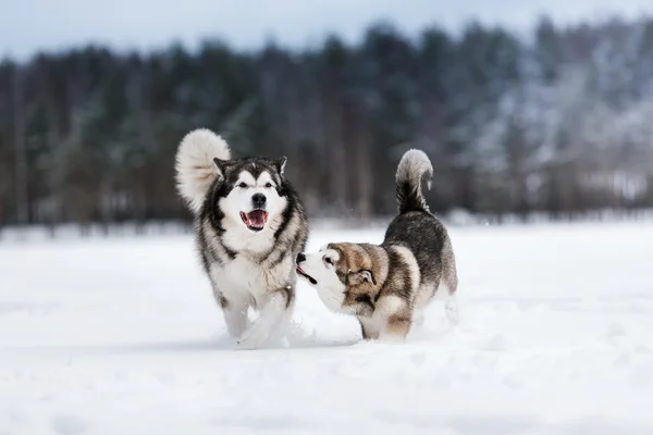 Two dogs breed Alaskan Malamute walking in winter Stock Image