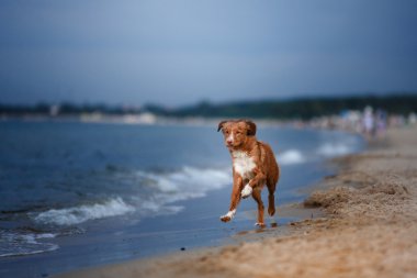 Köpek Nova Scotia ördek paralı av köpeği