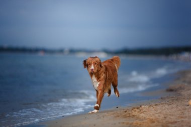 Köpek Nova Scotia ördek paralı av köpeği