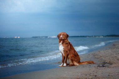 Köpek Nova Scotia ördek paralı av köpeği
