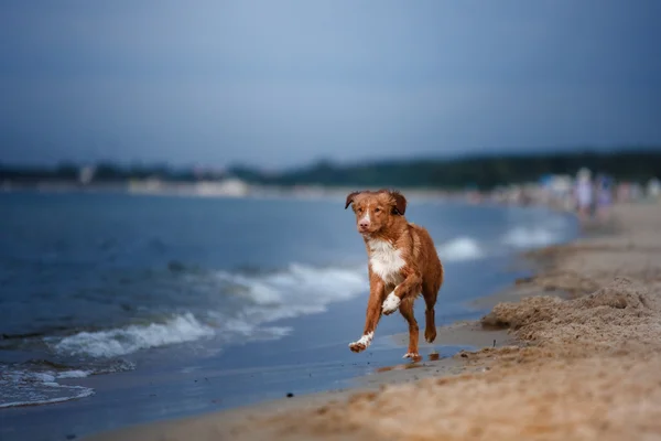 Dog Nova Scotia Duck Tolling Retriever — Stock Photo, Image