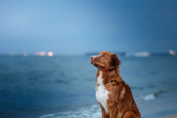 Cane nova scotia anatra tolling retriever — Foto Stock