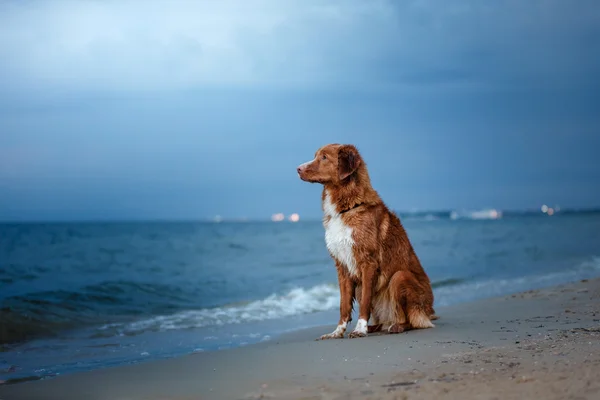 Köpek Nova Scotia ördek paralı av köpeği — Stok fotoğraf