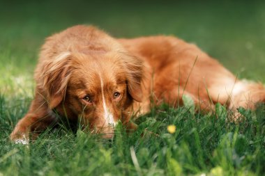 Köpek Nova Scotia Duck Tolling Retriever bahçede yalan