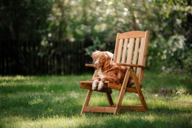 Köpek Nova Scotia Duck Tolling Retriever bahçede yalan