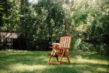 Köpek Nova Scotia Duck Tolling Retriever bahçede yalan