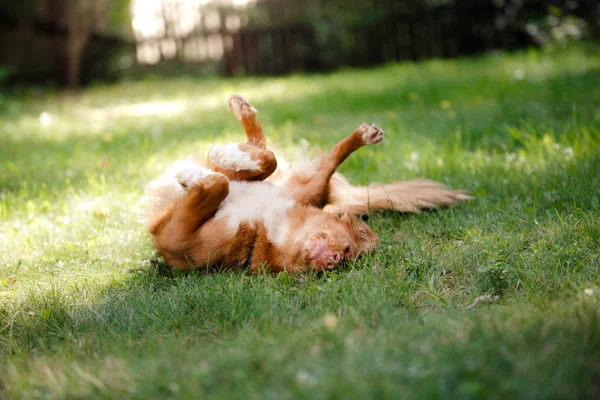 Perro Nova Scotia Duck Tolling Retriever acostado en el jardín — Foto de Stock