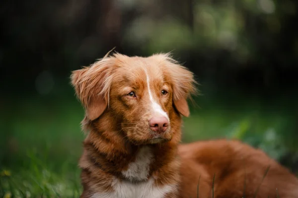 Pies Nova Scotia Duck Tolling Retriever leżącego w ogrodzie — Zdjęcie stockowe