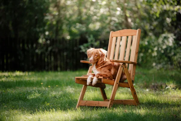 犬ノバスコシア ダック ・ トーリング ・ レトリーバー庭に横たわって — ストック写真