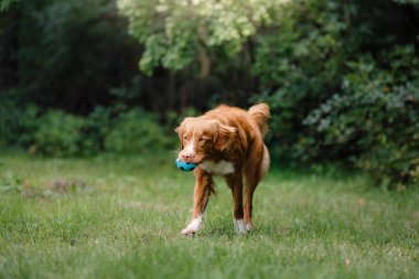 Köpek Nova Scotia Duck Tolling Retriever Bahçe etrafında çalışan