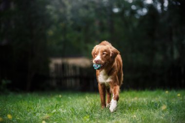 Köpek Nova Scotia Duck Tolling Retriever Bahçe etrafında çalışan