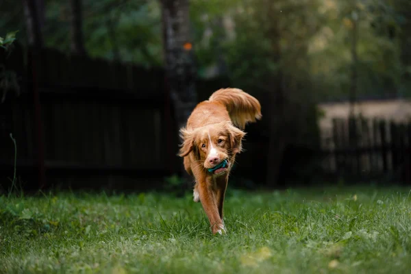 Dog Nova Scotia Duck Tolling Retriever бегает по саду — стоковое фото