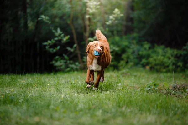 Dog Nova Scotia Duck Tolling Retriever running around the garden — Stock Photo, Image