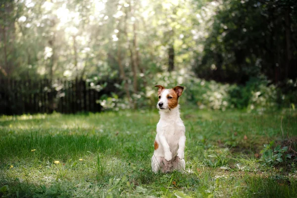 Dog Jack Russell Terrier walking — Stock Photo, Image