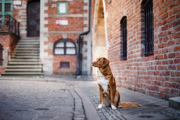 Nova Scotia Duck Tolling Retriever andando — Fotografia de Stock