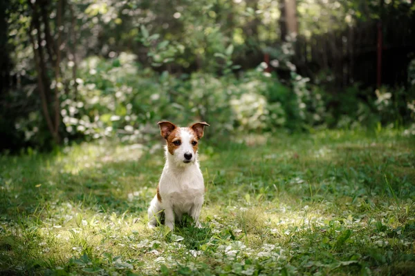 Köpek Jack Russell Terrier yürüyüş — Stok fotoğraf