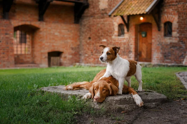 Dog Jack Russell Terrier and Dog Nova Scotia Duck Tolling Retriever walking — Stock Photo, Image