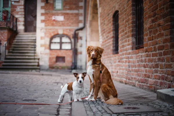 Pes Jack Russell teriér a chůzi psa Nova Scotia Duck Tolling retrívr — Stock fotografie