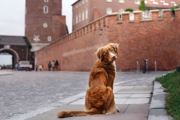 Nova Scotia Duck Tolling Retriever walking