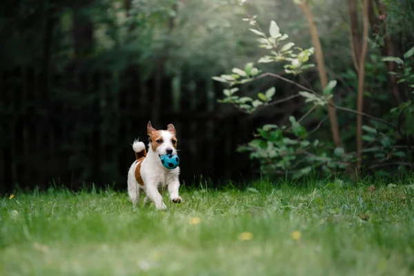 Σκύλος Τζακ ΡΑΣΕΛ περπάτημα — Φωτογραφία Αρχείου