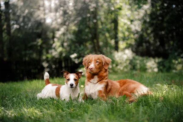 Köpek Jack Russell Terrier ve köpek Nova Scotia Duck Tolling Retriever yürüme — Stok fotoğraf