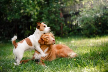Köpek Jack Russell Terrier ve köpek Nova Scotia Duck Tolling Retriever yürüme