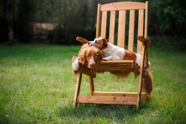 Hund Jack Russell Terrier und Hund Nova Scotia Ente Maut Retriever Gassi gehen — Stockfoto