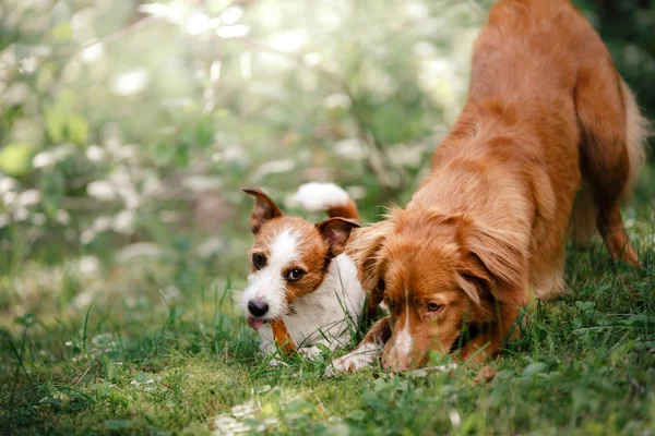Perro Jack Russell Terrier y Perro Nova Scotia Tolling Retriever caminar —  Fotos de Stock